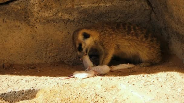 Meerkat comiendo un ratón blanco — Vídeos de Stock