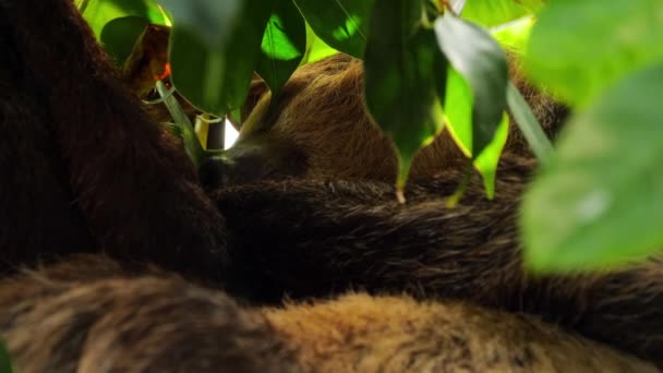 Sleeping brown-throated sloth — Stock Video