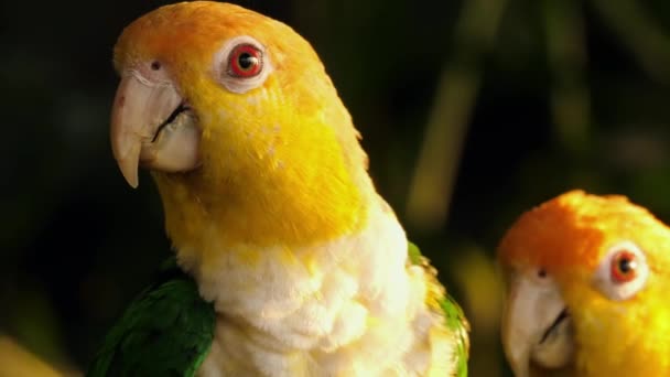 Solen conure papegojor — Stockvideo