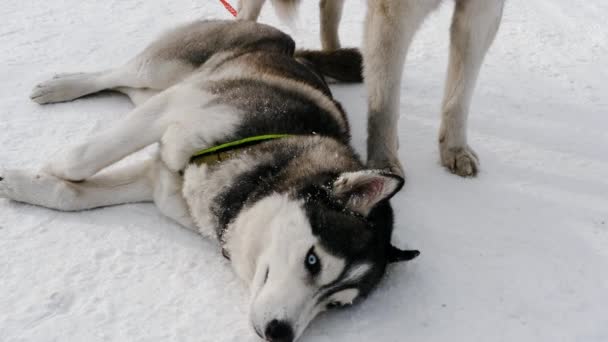 Husky cães no arnês após a corrida — Vídeo de Stock