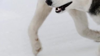 Yakın çekim yorgun Sibirya Husky köpek dil asılı ile çalışan. Köpek kızak maceraları için kullanılan koşum Husky köpekler
