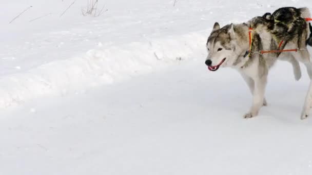 Cães Husky em arnês com pessoas em trenó — Vídeo de Stock