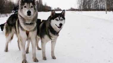 Çift harnessed kızak köpekler