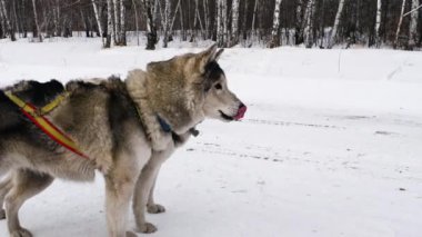 Çocuk beslenme Sibirya Husky köpekler