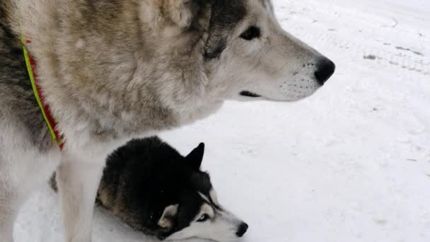 Par de cães husky siberianos — Vídeo de Stock