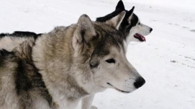 Sibirya husky köpek