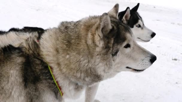 Cães husky siberianos — Vídeo de Stock