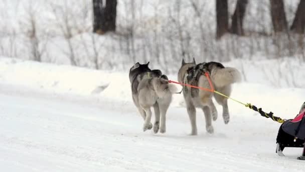 Team van sledehonden met mushers — Stockvideo