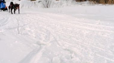 Emniyet kemeri kızak köpekleri