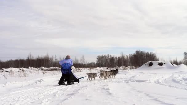 Deux équipes de chiens de traîneau avec mushers — Video