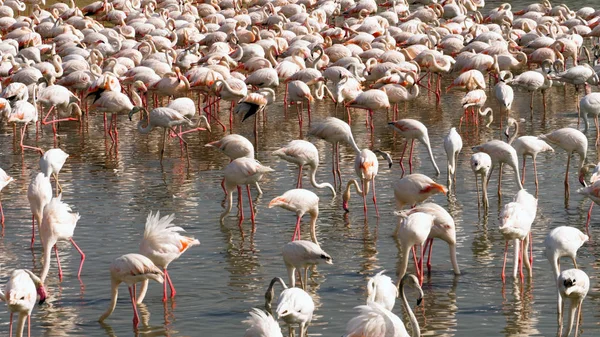 Colônia de Flamingos no lago — Fotografia de Stock