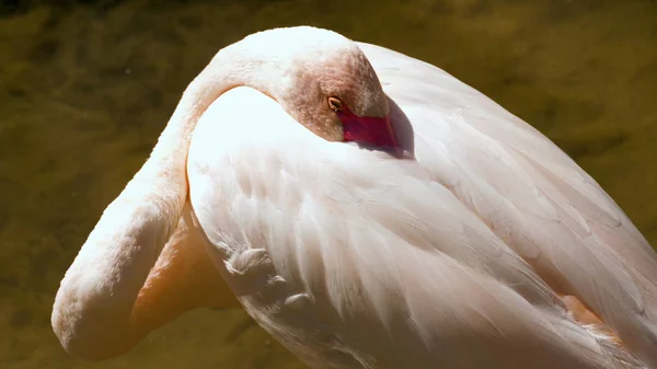 Closeup of greater flamingo — Stock Photo, Image