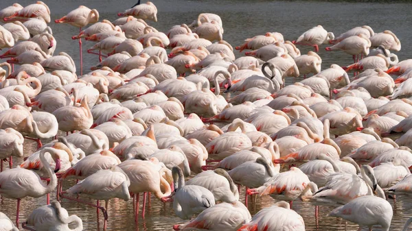 Skvělé růžové plameňáci na jezeře — Stock fotografie