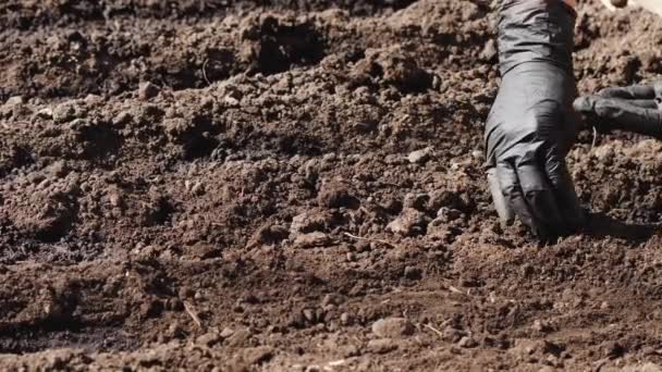 Plantación en el jardín — Vídeo de stock