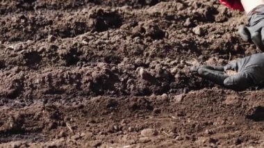 Toprağa tohum dikimi