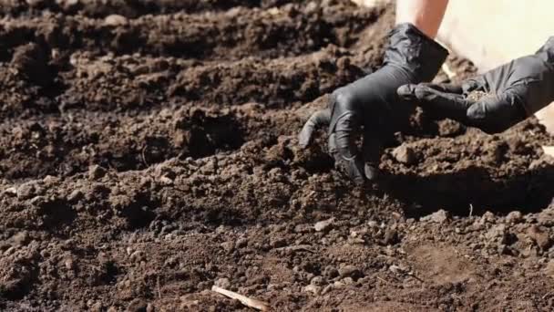 Plantación de semillas al suelo — Vídeos de Stock