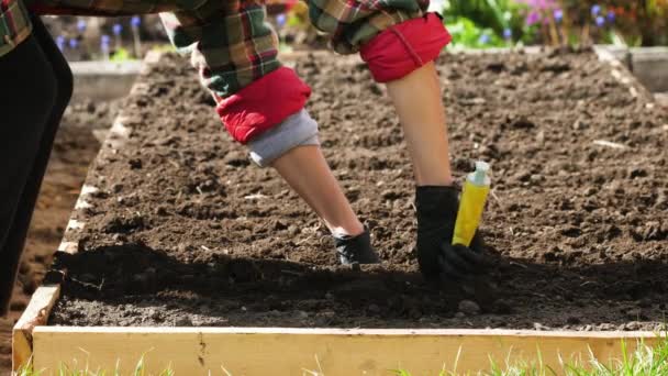 Jardineiro fazer linhas no solo antes de plantar — Vídeo de Stock