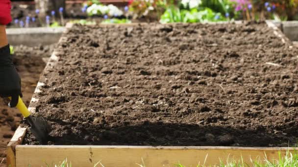 Jardineiro preparar o solo antes do plantio — Vídeo de Stock