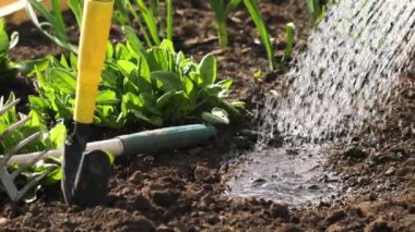 Yatakların dikimlerle sulanması