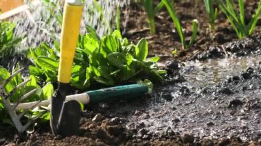 Dikimli sulama yatakları