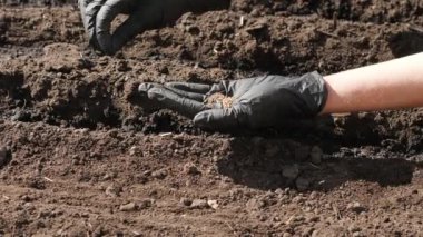 Toprağa tohum dikimi