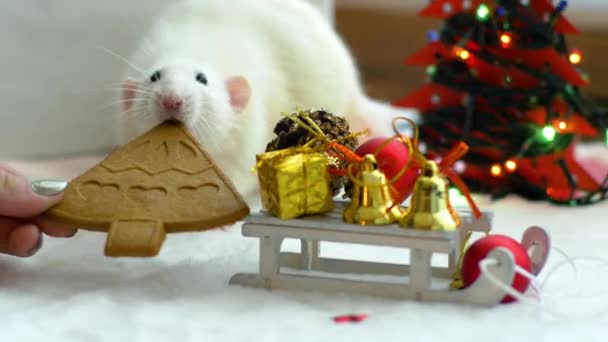 Rato branco tenta comer biscoito — Vídeo de Stock