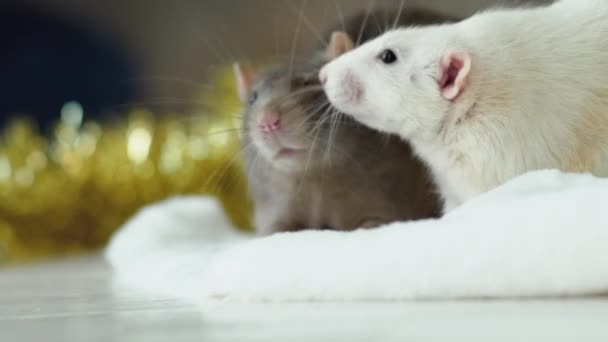 Råttor är en symbol för det kommande 2020 nya året — Stockvideo