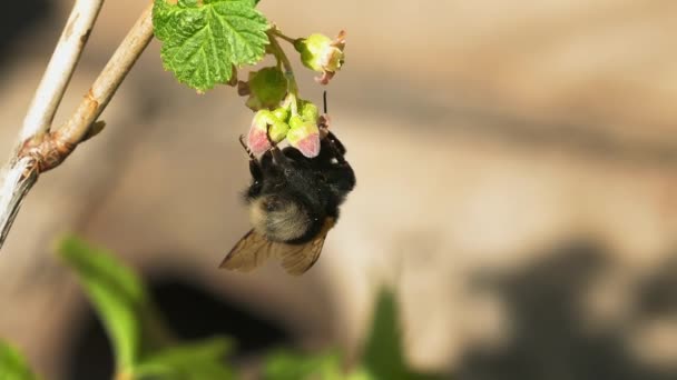 Bumblebee on a flower — Stock Video