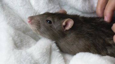 Kadın elinde sevimli sıçan