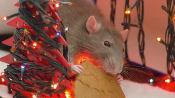 Schattig rat eten cookie. Symbool van Nieuwjaar — Stockvideo