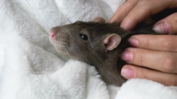 Grå råtta i kvinnliga händer — Stockvideo