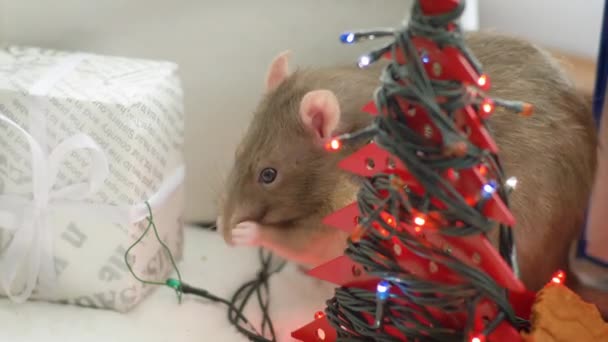 Rat domestique gris lave près guirlande de Noël — Video