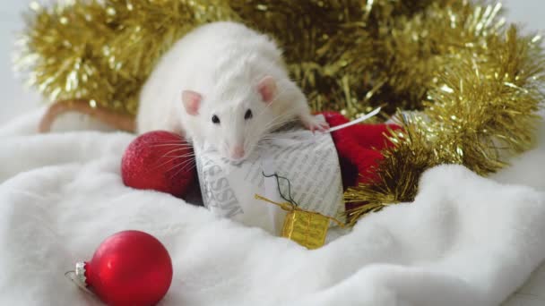 Rat blanc avec des cadeaux de Nouvel An — Video