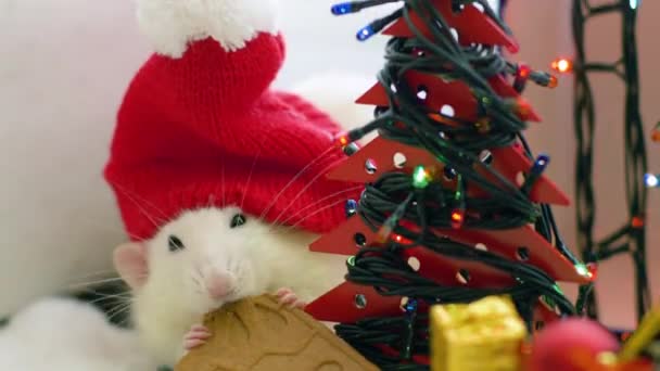 Λευκός αρουραίος σε χριστουγεννιάτικο καπέλο ροκανίζει μπισκότο — Αρχείο Βίντεο