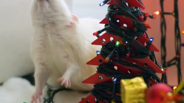 Witte rat probeert het koekje vast te houden — Stockvideo