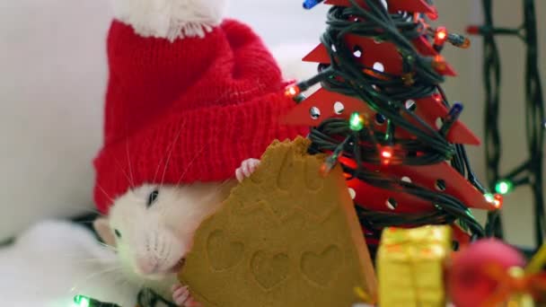 Rato branco na tampa vermelha rói biscoito — Vídeo de Stock