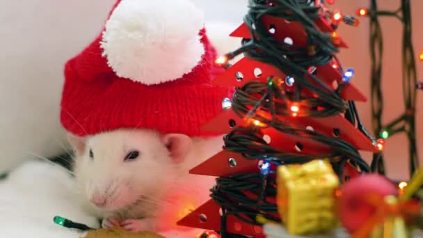 Bílá krysa s červenou čepicí kouše sušenku — Stock video