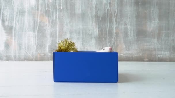 Rats assis dans une boîte bleue — Video