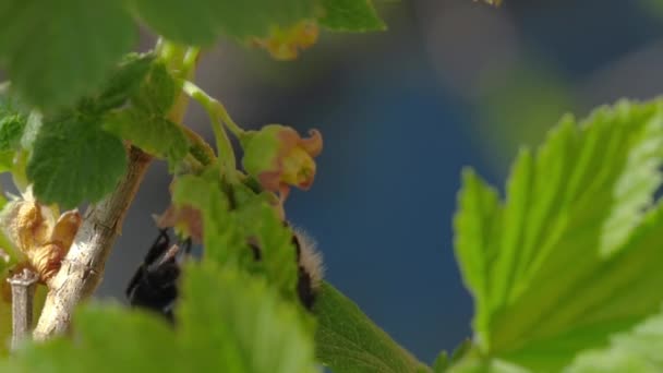 Bumblebee collect pollen — Stock Video