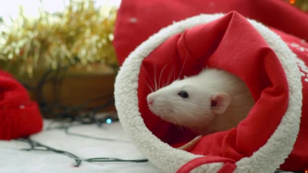 Белая крыса в красном рождественском чулке — стоковое видео