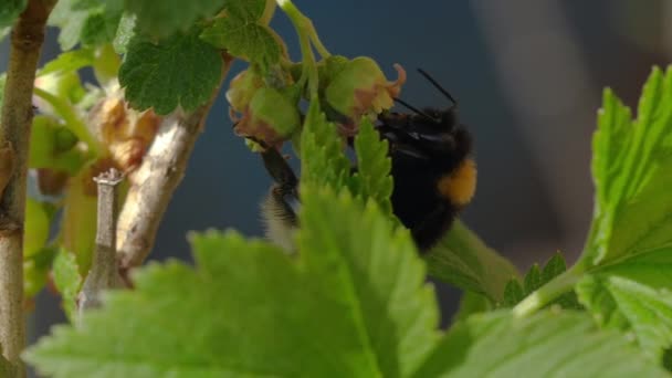 Bumblebee collect pollen on the flower — Stock Video