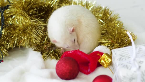 Weiße Ratte wäscht Weihnachtsgirlanden und Spielzeug — Stockvideo