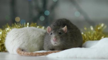 Arka planda pırıl pırıl ışıklar ile gri sıçan Portresi