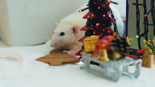 Λευκός αρουραίος μασάει μπισκότο κοντά στο χριστουγεννιάτικο δέντρο — Αρχείο Βίντεο