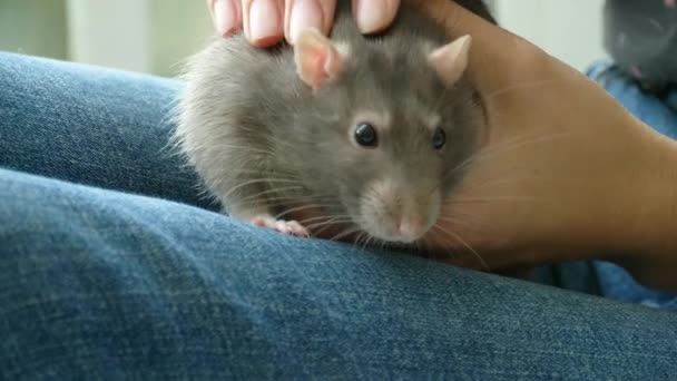 灰色大鼠在女性膝盖上 — 图库视频影像
