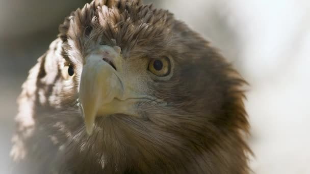 Close up of golden eagle — Stock Video