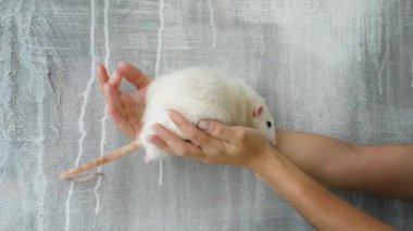 White Rat in female arms