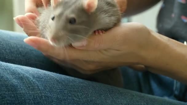 Gray rat on female knees — Stock Video