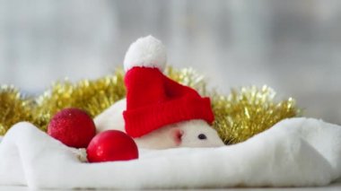 Beyaz ev faresi ve Noel oyuncakları