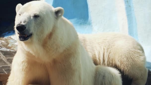 Polar Bear With Its Cub